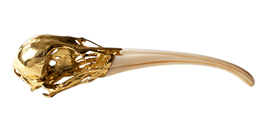 Threskiornis aethiopicusIbis Sacré