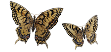 Papilio Machaon