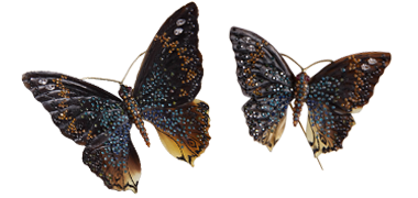 Apaturina ErmineaThe Turquoise Emperor