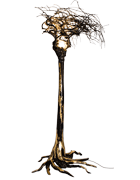 Salix AlbaWillow