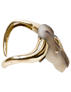 Zebu Bos Taurus Indicus II
