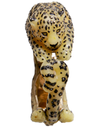 Panthera Pardus Orientalis