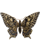 Papilio Machaon