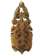 Phylliidae