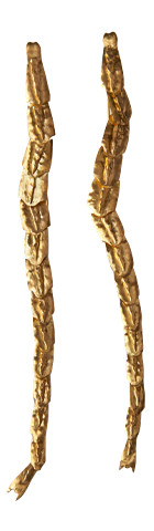 Lampyridae Larvae