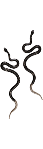 Lampropeltis Getula Californiae