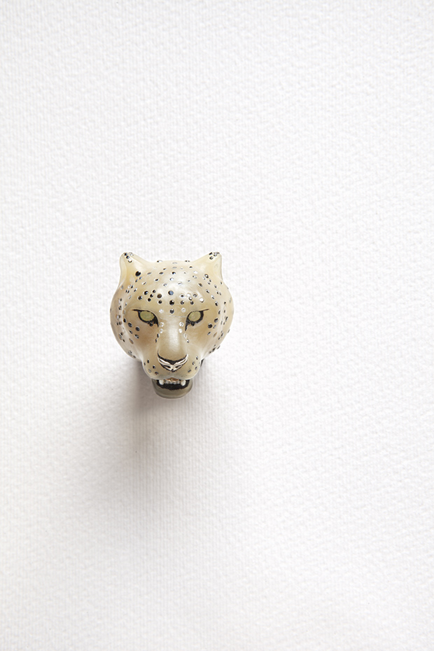Panthera unciasnow leopard