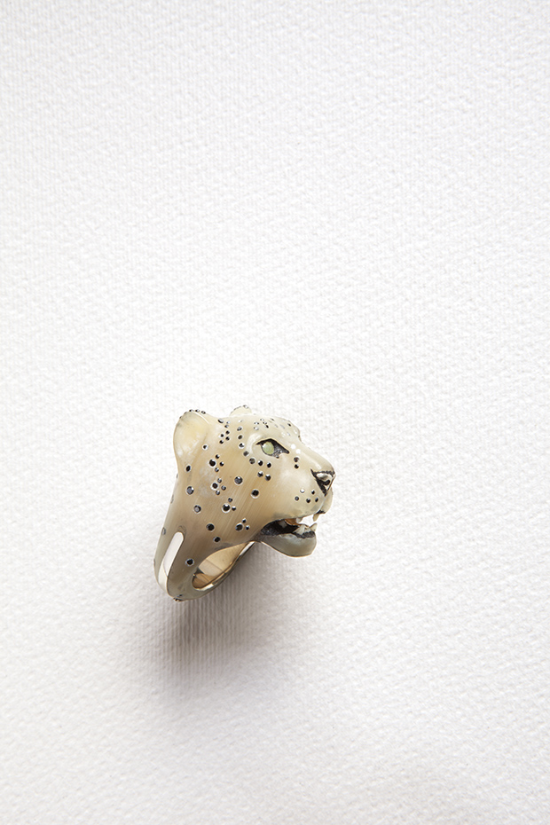 Panthera unciasnow leopard