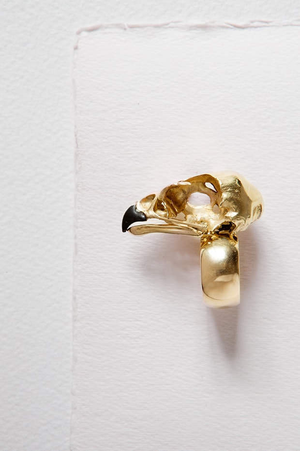 AccipitridaeEagle skull