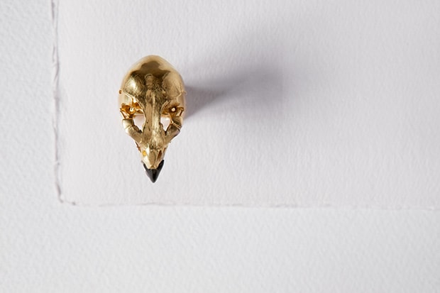 AccipitridaeEagle skull