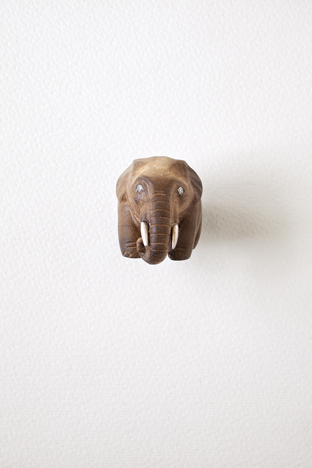 Elephas maximusasian elephant